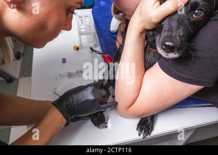 Tierarzt nimmt Blutprobe von einem Hund in der modernen Klinik in Minsk, Weißrussland. Stockfoto
