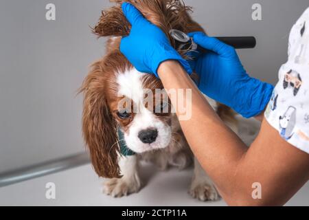 Tierarzt führt Check-up auf einem niedlichen Hund im modernen Labor in Minsk, Weißrussland. Stockfoto