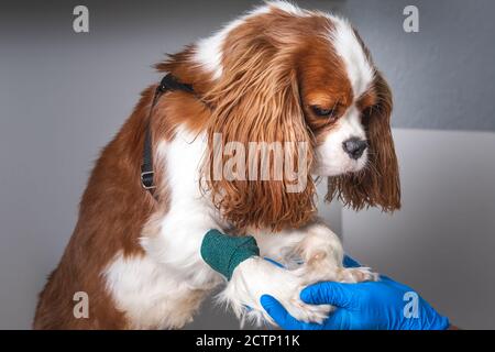 Tierarzt führt Check-up auf einem niedlichen Hund im modernen Labor in Minsk, Weißrussland. Stockfoto