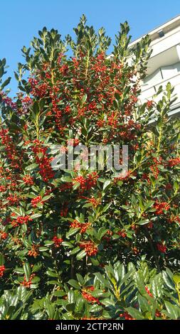 Ilex Opaca amerikanischer Stechpalme mit roter Friut Stockfoto