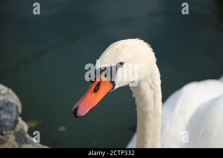 Schöner Schwan am Ufer des Gardasees Stockfoto