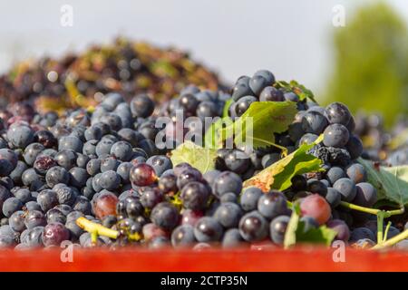 Trauben der Rebsorte Bobal, die während der Ernte gesammelt werden La Manchuela (Spanien) auf dem LKW bereit zum Entladen Auf dem Weingut Stockfoto