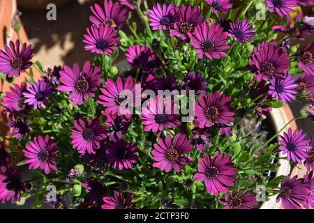 Violette afrikanische Gänseblümchen, Osteospermum Stockfoto