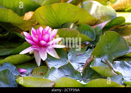 Seerose mit grünen Blättern in einem kleinen wie, nymphaea Nahaufnahme Stockfoto