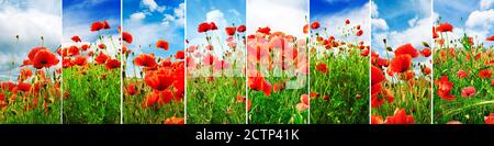 Collage Hell saftige Landschaften Mohn Feld im Frühjahr. Stockfoto