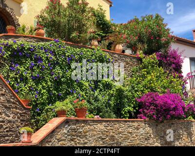 Garten am Eingang zu einem Haus in Port Vendres, Frankreich. Bunte Blumen und Reben wachsen an einer Wand entlang der Treppe, die zur Tür eines führt Stockfoto