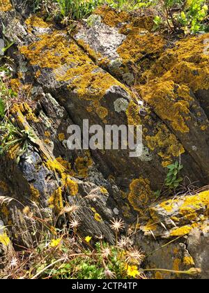 Gelbe Flechten und wilde Blumen auf Felsen in Collioure, Frankreich Stockfoto