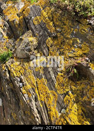 Gelbe Flechten auf Felsen in Collioure, Frankreich Stockfoto