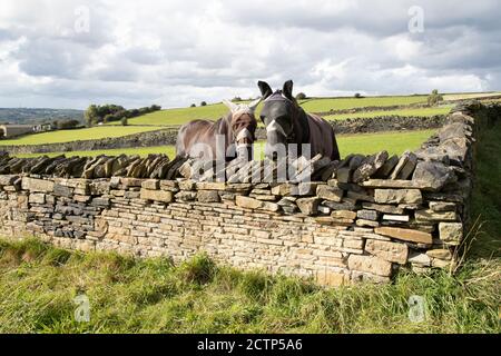 Zwei Pferde tragen Fliegennetze auf ihren Köpfen für Gesichtsschutz Blick über eine trockene Steinwand in einem Bauernfeld in Huddersfield, England Großbritannien Stockfoto