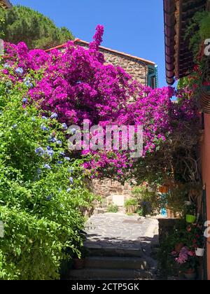 Ein Bogen aus rosa, violetten und blauen Blumen schafft eine Abdeckung für einen Bürgersteig in der Altstadt von Collioure, Frankreich am Mittelmeer. Stockfoto