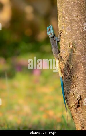 Uganda-Baumagama mit blauem Kopf ( Acanthocercus ugandaensis). Stockfoto