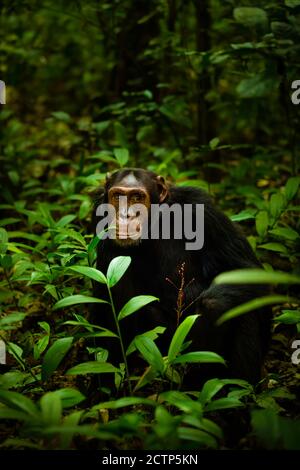 Gemeiner Schimpanse ( Pan troglodytes schweinfurtii) Portrait, Kibale Forest National Park, Rwenzori Mountains, Uganda. Stockfoto