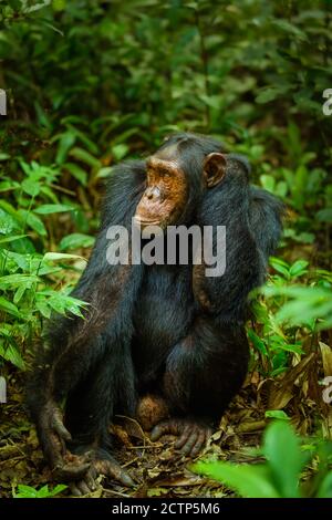Gemeiner Schimpanse ( Pan troglodytes schweinfurtii) Portrait, Kibale Forest National Park, Rwenzori Mountains, Uganda. Stockfoto