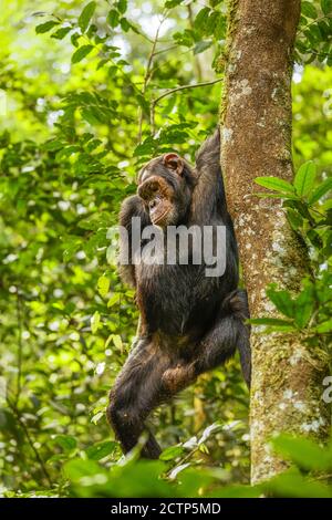 Gewöhnlicher Schimpanse (Pan troglodytes schweinfurtii) beim Besteigen eines Baumes, Kibale Forest National Park, Rwenzori Mountains, Uganda. Stockfoto