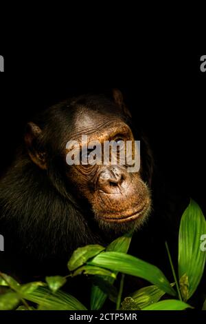 Porträt eines Schimpansen ( Pan troglodytes schweinfurtii), Kibale Forest National Park, Rwenzori Mountains, Uganda. Stockfoto