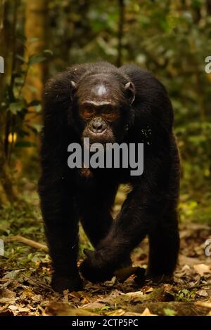 Gemeiner Schimpanse ( Pan troglodytes schweinfurtii) zu Fuß in Richtung Kamera, Kibale Forest National Park, Rwenzori Mountains, Uganda. Stockfoto