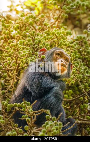 Ein kleiner gewöhnlicher Schimpanse (Pan troglodytes schweinfurtii), der in einem Baum sitzt und frisst, Kibale Forest National Park, Rwenzori Mountains, Uganda. Stockfoto