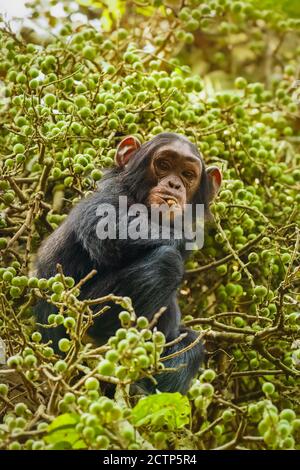 Ein kleiner gewöhnlicher Schimpanse (Pan troglodytes schweinfurtii), der in einem Baum sitzt und frisst, Kibale Forest National Park, Rwenzori Mountains, Uganda. Stockfoto