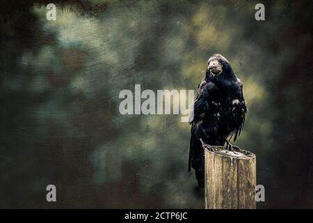 Rook, Corvus frugilegus, thront auf einem Pfosten mit dunklem und launischem Hintergrund. Strukturiertes Bild mit Platz für Text. Geeignet für Horror oder halloween-Themen Stockfoto