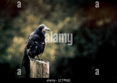 Rook, Corvus frugilegus, thront auf einem Pfosten mit dunklem und launischem Hintergrund. Strukturiertes Bild mit Platz für Text. Geeignet für Horror oder halloween-Themen Stockfoto