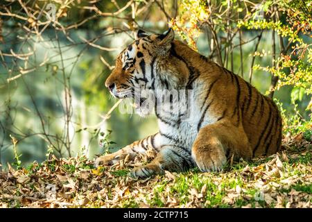 Der sibirische Tiger, Panthera tigris altaica ist die größte Katze der Welt Stockfoto