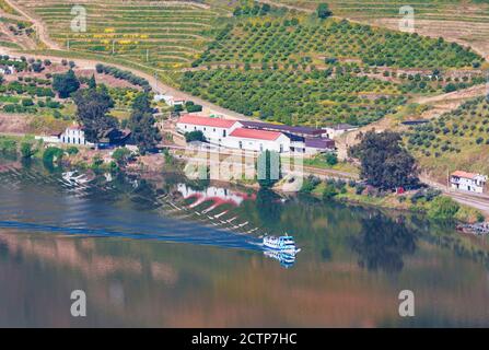 Portugal. Weinberge entlang des Douro Flusses zwischen Paso da Regua und Pinhao am Viseu Distrikt oder südlichen Ufer des Flusses. Ausflugsboot auf der riv Stockfoto