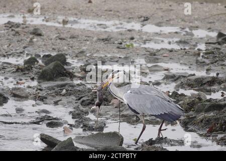 Reiher jagt eine Ratte am Ufer des Douro Flusses bei Ebbe, Porto, Portugal Stockfoto