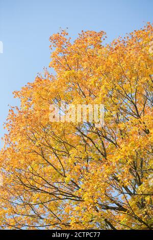 Leuchtend gelbe und orange Herbstblätter auf einem Baum neben blauem Himmel. Stockfoto