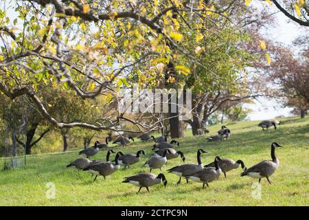 Eine Herde Kanadagänse grasen in einem Apfelgarten am Minnesota Landscape Arboretum in Chanhassen, MN, USA. Stockfoto
