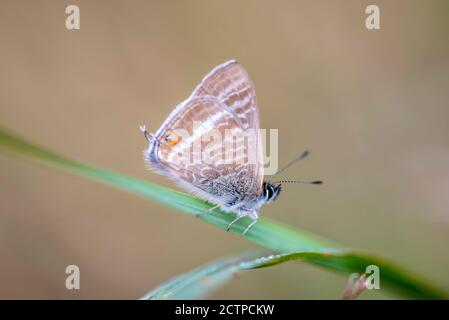 Brighton, 22. September 2020: Ein vor kurzem geschlüpfter Langschwanzblauer (Lampides boeticus) Schmetterling auf den Hügeln über Brighton. Die Art, a nat Stockfoto