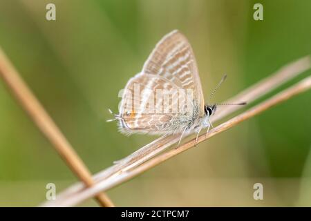 Brighton, 22. September 2020: Ein vor kurzem geschlüpfter Langschwanzblauer (Lampides boeticus) Schmetterling auf den Hügeln über Brighton. Die Art, a nat Stockfoto