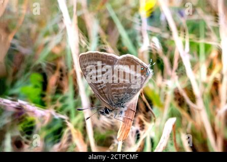 Brighton, 22. September 2020: Ein vor kurzem geschlüpfter Langschwanzblauer (Lampides boeticus) Schmetterling auf den Hügeln über Brighton. Die Art, a nat Stockfoto