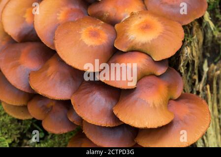 Hypholoma fasciculare, Schwefeltuft Pilz auf Baumstumpf Nahaufnahme selektiver Fokus Stockfoto