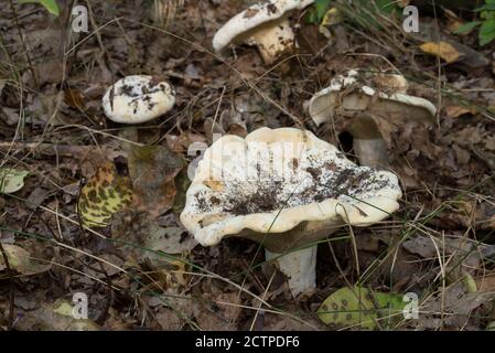 Lactifluus vellereus flauschige Milchkappe in Wald selektiver Fokus Stockfoto