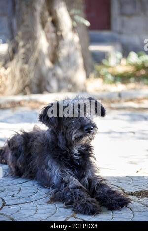 Ein süßer heimatloser kleiner Hund liegt auf der Straße in der Stadt Straße, das Problem der obdachlosen Tiere. Stockfoto