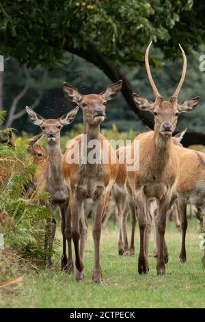 Ein junger männlicher Rothirsch und mehrere weibliche Hirsche, die auftauchend sind Von einer Lichtung in den Bracken Stockfoto