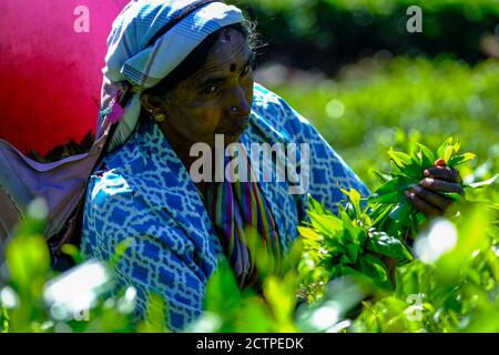 Nuwara Eliya, Sri Lanka - Januar 2020: Frau pflückt Teeblätter auf einer Teeplantage am 24. Januar 2020 in Nuwara Eliya, Sri Lanka. Stockfoto