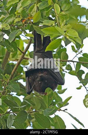 Weihnachtsinsel Flying-Fox (Pteropus natalis) adultes Weibchen, das am Baum hängt, gefährdete Arten Weihnachtsinsel, Australien Juli Stockfoto