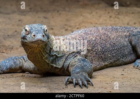 Komodo-Drache / Komodo-Monitor (Varanus komodoensis), eine Rieseneidechse, die auf den indonesischen Inseln Komodo, Rinca, Flores und Gili Motang beheimatet ist Stockfoto