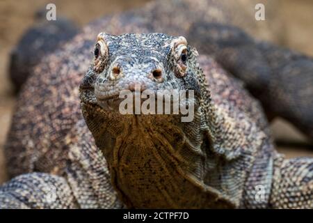 Komodo-Drache / Komodo-Monitor (Varanus komodoensis), eine Rieseneidechse, die auf den indonesischen Inseln Komodo, Rinca, Flores und Gili Motang beheimatet ist Stockfoto