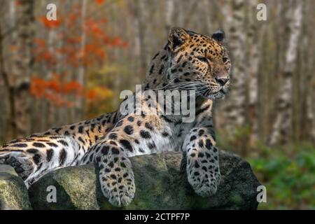 Amur Leopard (Panthera pardus orientalis) ruht im Herbst auf Felsen im Birkenwald, heimisch im Südosten Russlands und Nordchina Stockfoto