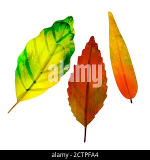 Aquarell Zeichnung Herbst bunte Blätter isoliert auf weiß Stockfoto