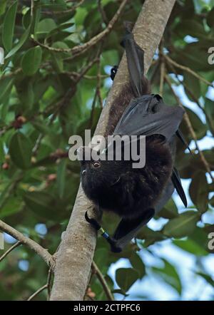 Weihnachtsinsel Flying-Fox (Pteropus natalis) erwachsenes Männchen, das am Baum hängt, gefährdete Arten, Ringe auf Flügeln Weihnachtsinsel, Australien J Stockfoto