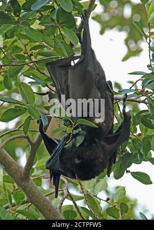 Christmas Island Flying-fox (pteropus Natalis) Paar umwerben in fruchtkörper Baum, gefährdete Arten Christmas Island, Australien Juli Stockfoto