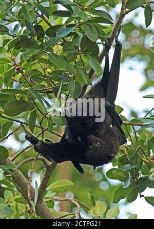 Weihnachtsinsel Flying-Fox (Pteropus natalis) Paarung im Fruchtbaum, bedrohte Arten Weihnachtsinsel, Australien Juli Stockfoto