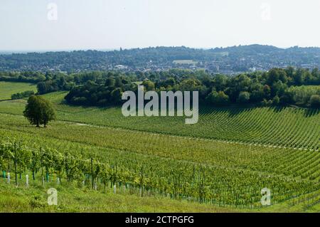 Weinreben auf dem Weingut Denbies in Surrey, Großbritannien Stockfoto