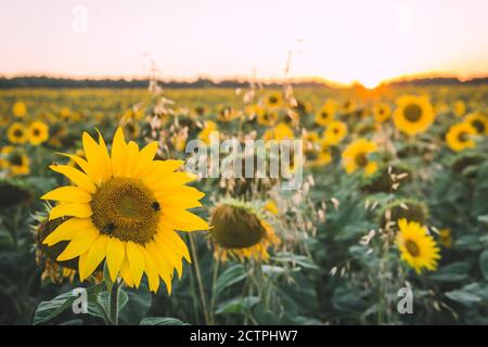 Ländliche Landschaft des Feldes der blühenden goldenen Sonnenblumen während des Sonnenuntergangs Stockfoto