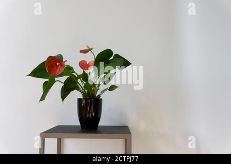 Studioaufnahme einer Anthurium-Pflanze auf einem Ständer vor weißem Wandhintergrund für Text. Die roten, herzförmigen Blüten Stockfoto