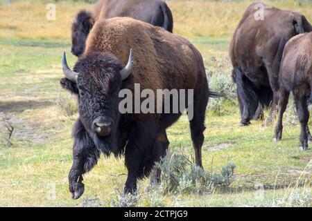 Male Buffalo im Lamar Valley, Yellowstone National Park. Stockfoto