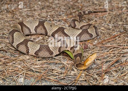 Östlicher Kupferkopf von der Küste von Virginia - Agkistrodon contortrix Stockfoto